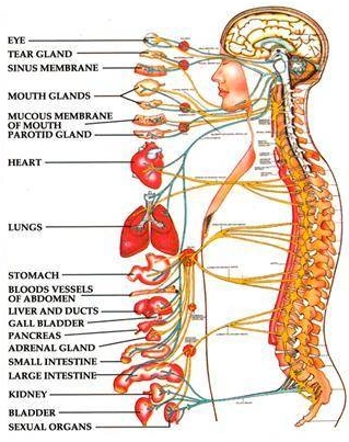 Lateral Spine Nerve to Organ